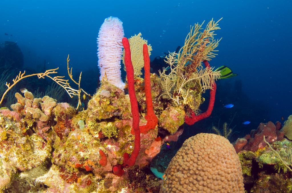 Mayan Princess Beach & Dive Resort Вест Бэй Экстерьер фото