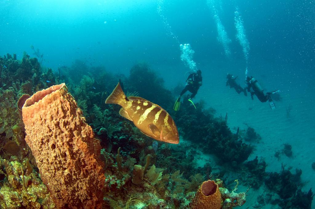 Mayan Princess Beach & Dive Resort Вест Бэй Экстерьер фото